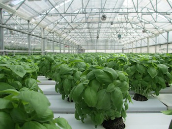 Benefits of Using a Greenhouse for Year-Round Gardening