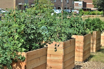 Gardening with Raised Beds
