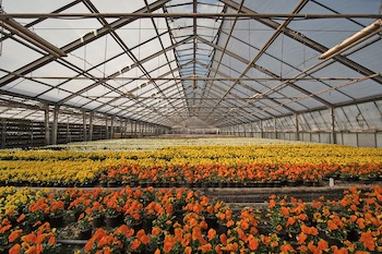 Greenhouses: Selecting the Right One