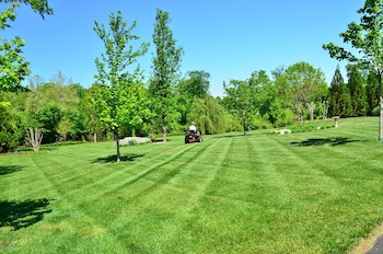 Lawn Care Tips