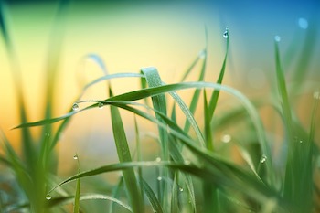 Lawn Maintenance: Tips and Tricks for a Healthy Lawn