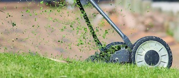 New Lawn from Grass Seed