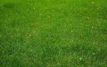 Rejuvenating a Neglected Lawn
