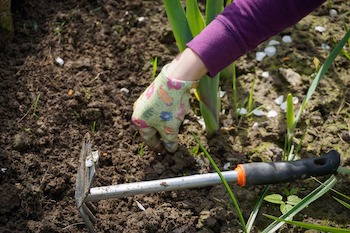 Weed Control: Tips for a Weed-Free Lawn