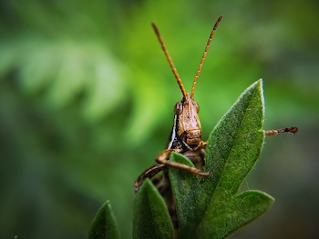 Companion Planting for Pest Control: Natural Solutions