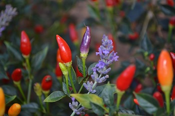 The Benefits of Companion Planting in Your Garden