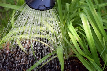Creating a Water-Efficient Garden: Tips and Techniques