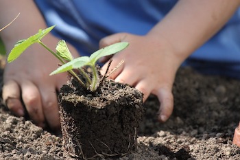 Growing Garden Plants