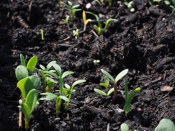 Growing Your Garden from Seed