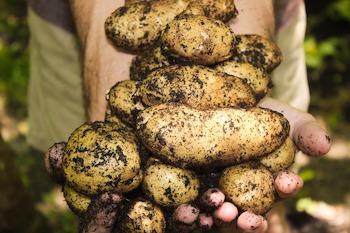 Growing Your Own Potatoes is Worth the Effort!