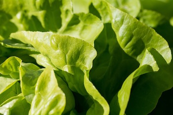 Introduction to Growing Your Own Vegetables