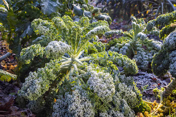 Growing Your Own Winter Vegetables