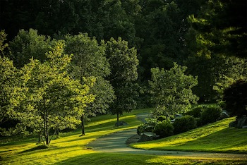 A Beginner's Guide to Choosing Trees for Your Garden
