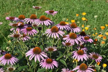 Gardening Through the Year