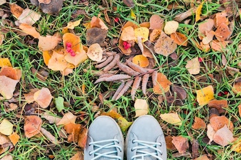 Gardening Tips for Autumn