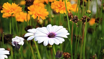 Gardening Tips for Summer