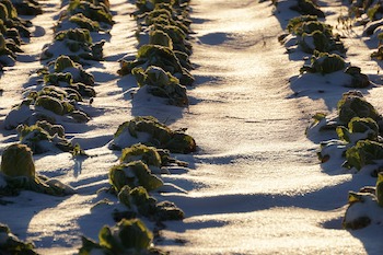 Gardening Tips for Winter