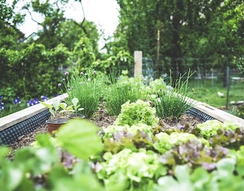 Gardening Tips